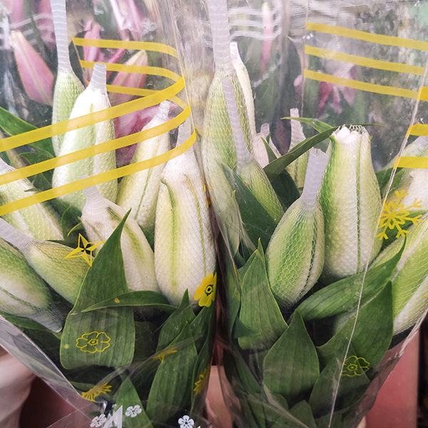 Hoa ly kép trắng